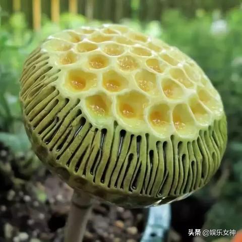 牛小蘑菇直播回顾与数据分析概览
