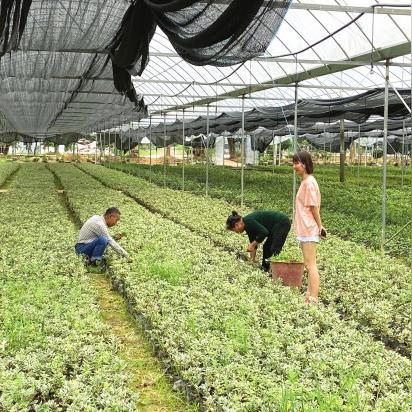雨花跳马最新规划揭秘