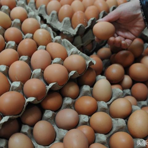 黑龙江鸡蛋行情最新分析