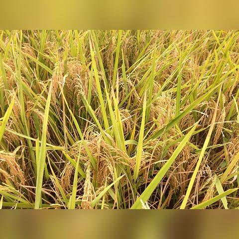 今日小麦价格及市场走势深度解析
