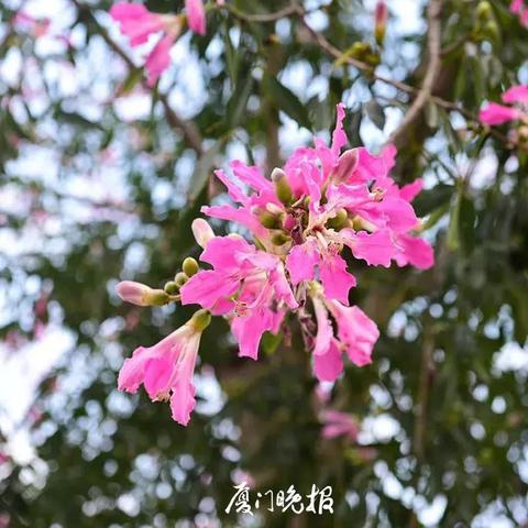 597厦门人才网招聘热门职位解析与求职指南
