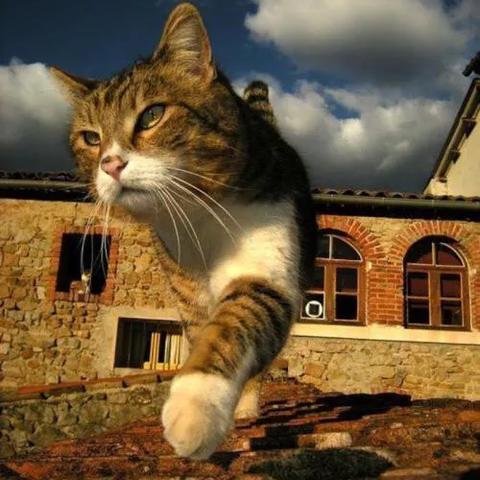 2025猫破解版最新版官网下载全面解析指南