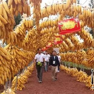 河北张家口玉米价格行情最新分析