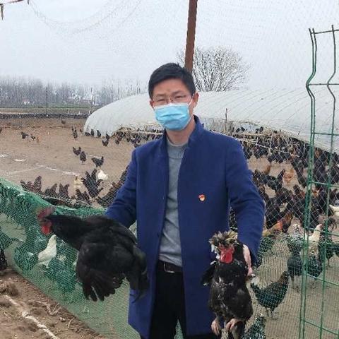 潢川三环路旅馆与鸡产业最新动态分析
